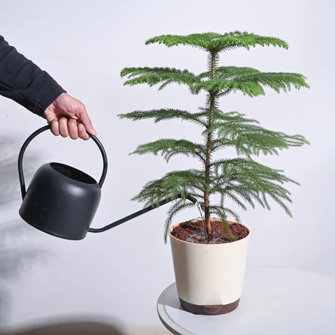 Norfolk Pine