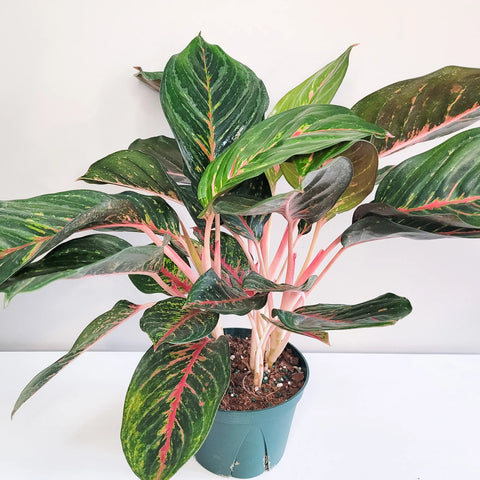 Aglaonema Commutatum - Rubi