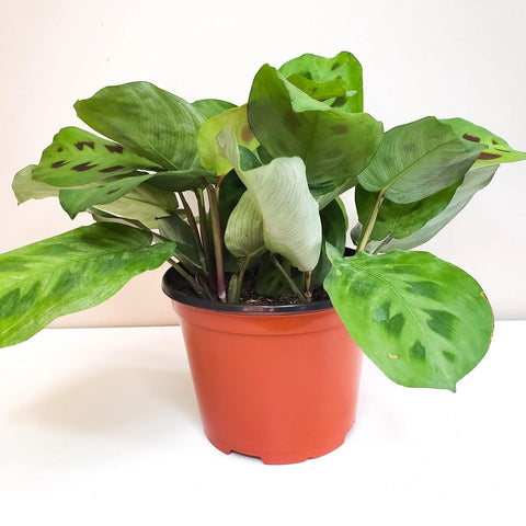 Maranta Leuconeura - Green Prayer