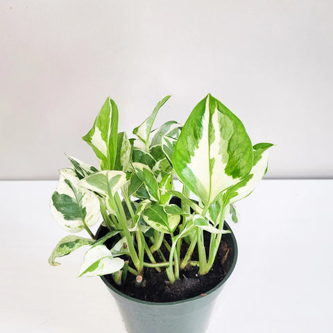 Epipremnum Aureum - N'Joy Pothos