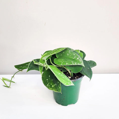 Scindapsus Pictus - 'Silvery Ann'