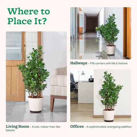 Ficus Moclame XL