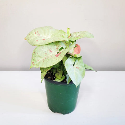 Syngonium Confetti
