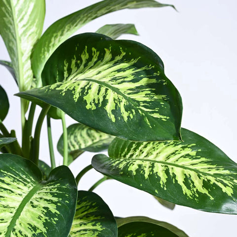 Dieffenbachia Tropic Snow XL
