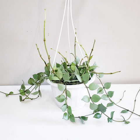 Hoya Krohniana Silver