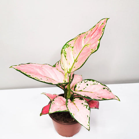 Aglaonema Pink Beauty