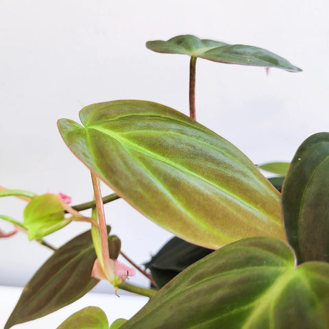 Philodendron Micans