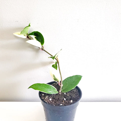 Hoya Carnosa Tricolour - Krimson Queen