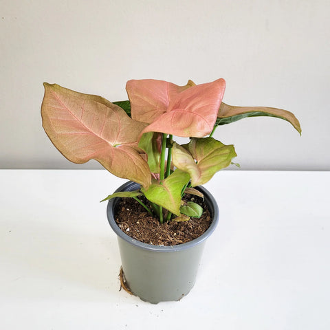Syngonium Pink