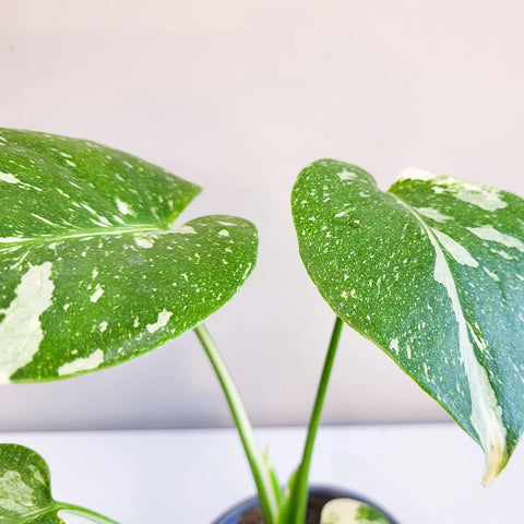 Monstera Deliciosa - Thai Constellation