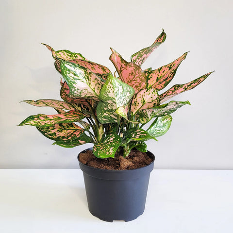 Aglaonema Commutatum - Valentine