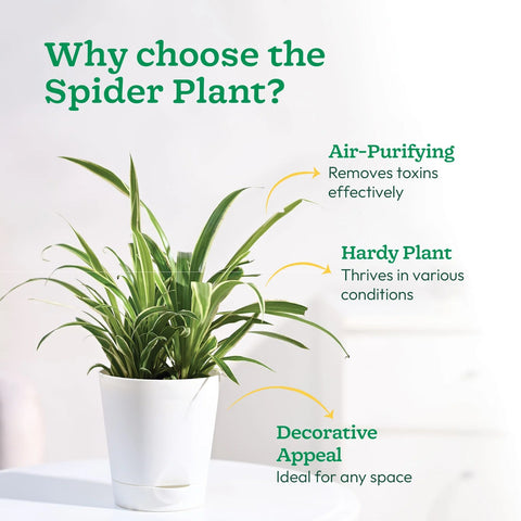 Chlorophytum Spider Plant - Reverse