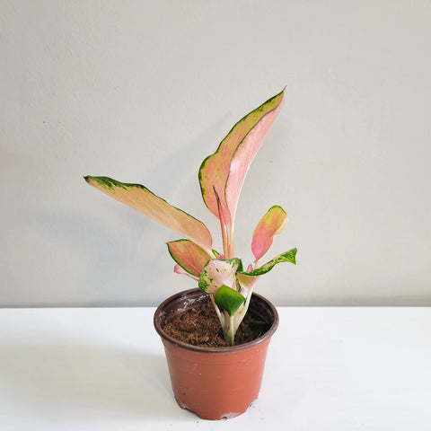 Aglaonema Commutatum - Pink Pearl