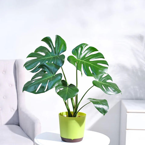 Monstera Deliciosa