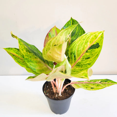 Aglaonema Commutatum - Golden Papaya