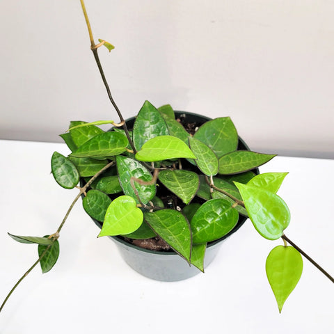 Hoya Parasitica 'Black Margin'