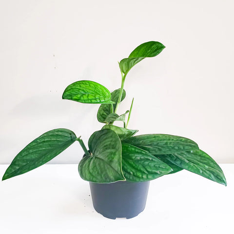 Monstera Karstenianum - Peru