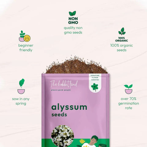 Alyssum White