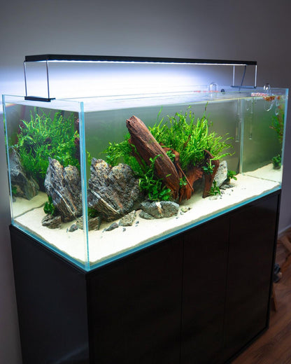 Aquarium Setup & Maintenance