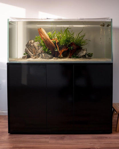 Aquarium Setup & Maintenance