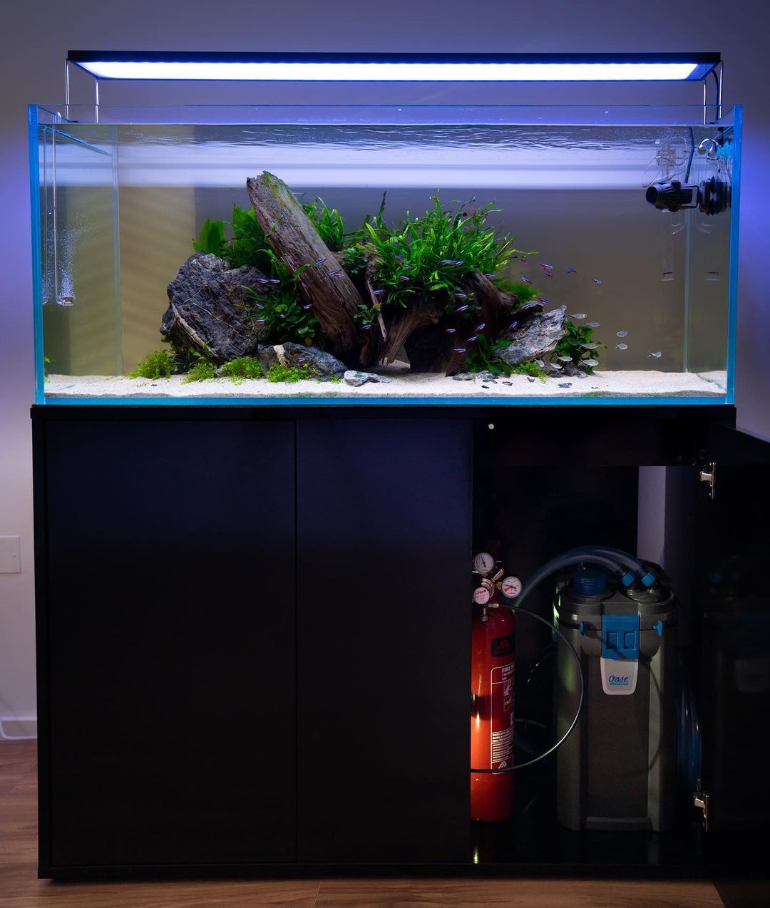 Aquarium Setup & Maintenance