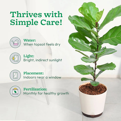 Fiddle Leaf Fig XL