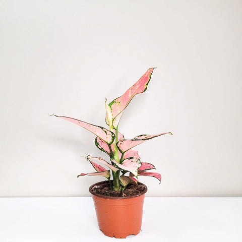 Aglaonema Pink Beauty