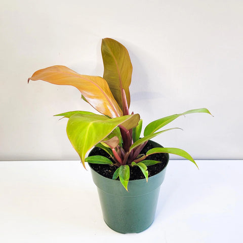 Philodendron Prince of Orange