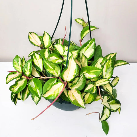 Hoya Carnosa Rubra - Krimson Princess