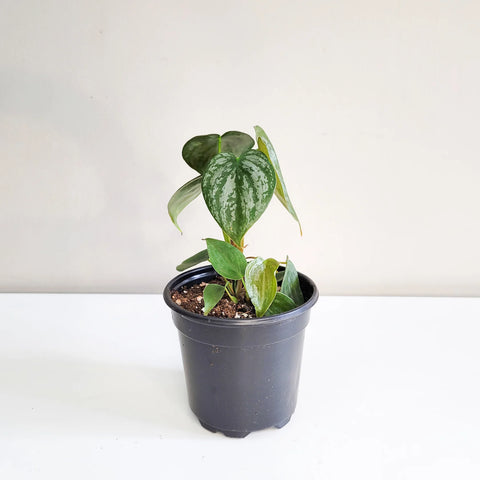 Philodendron Brandtianum - Brandi