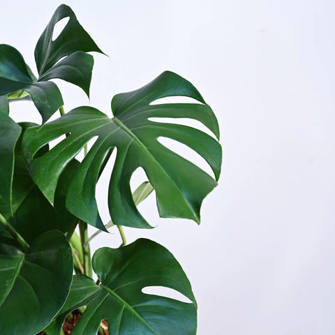 Monstera Deliciosa