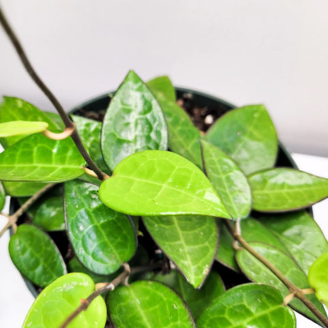 Hoya Parasitica 'Black Margin'