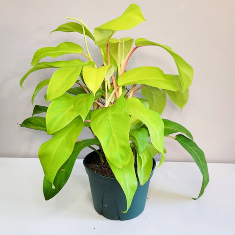 Philodendron Lemon Lime (Upright)