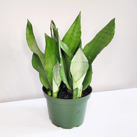 Sansevieria Moonshine
