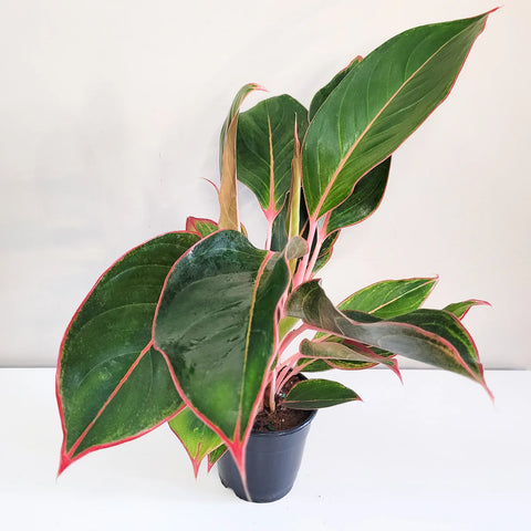 Aglaonema Commutatum - Pink Diamond