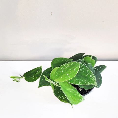 Scindapsus Pictus - 'Silvery Ann'