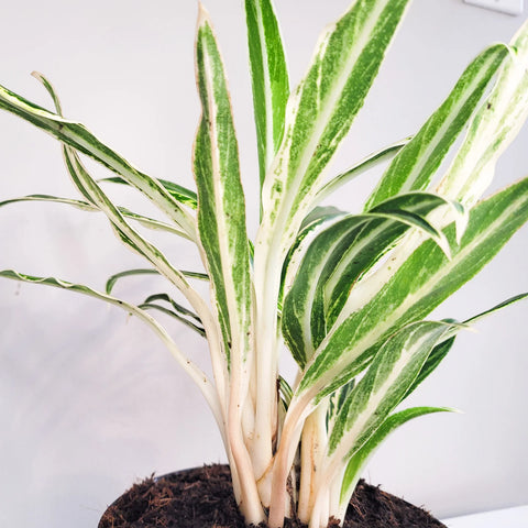 Aglaonema Commutatum - Rice