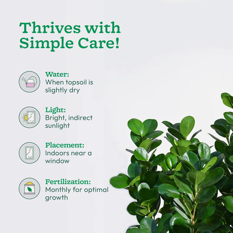 Ficus Moclame XL