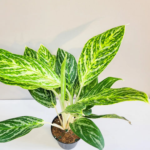Aglaonema Commutatum - Golden Madonna