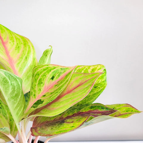 Aglaonema Commutatum - Golden Papaya