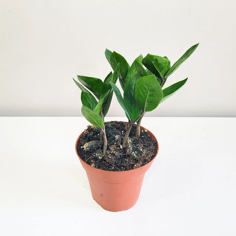 Dwarf ZZ Plant