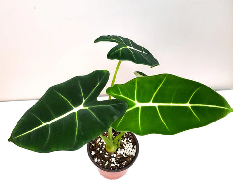 Alocasia Micholitziana - Frydek