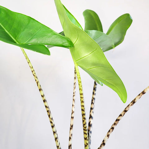 Alocasia Zebrina