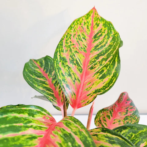 Aglaonema Commutatum - Rubi