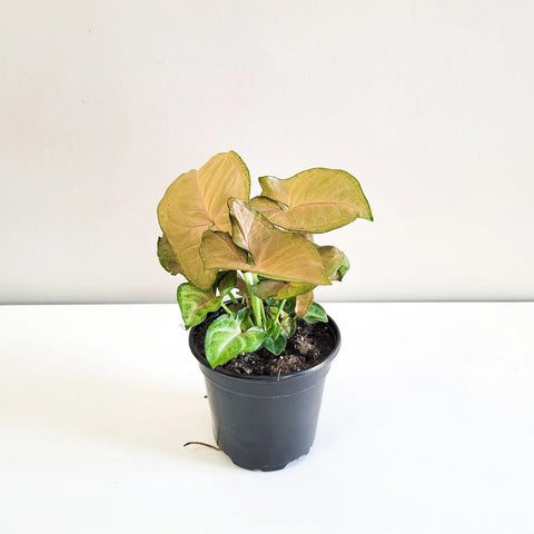 Syngonium Pink
