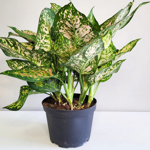Aglaonema Commutatum - Valentine