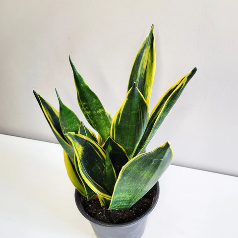 Sansevieria Yellow Flame
