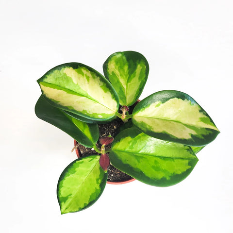 Hoya Australis "Lisa"