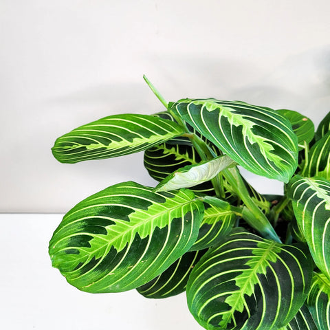 Maranta Leuconeura - Lemon Lime Prayer
