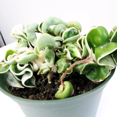 Hoya Carnosa Compacta - Hindu Rope